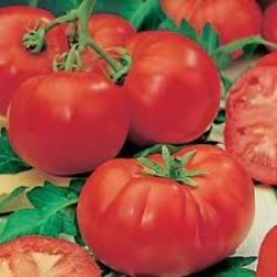 Tomato Grosse Lisse Seed Packet Organically Certified