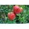 Tomato Oxheart Pink Seed Packet Organically Certified