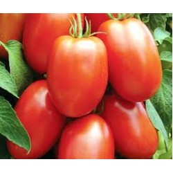 Tomato Roma Seed Packet Organically Certified