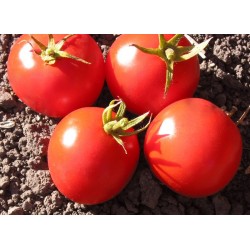 Tomato Tropic Seed Packet Organically Certified