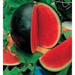 Watermelon Sugarbaby Seed Packet Organically Certified