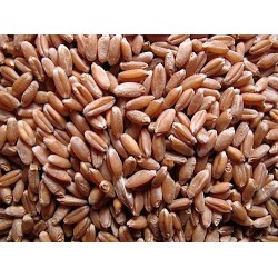 Wheat Seed Sprouting Seed Bulk Quantities Organically Certified