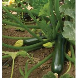 Zucchini Courgette Black Beauty Seed Packet Organic