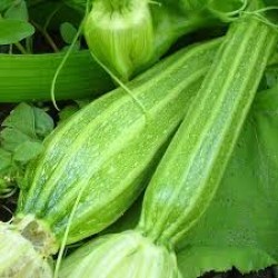 Zucchini Courgette Romanesco Seed Packet Organically Certified