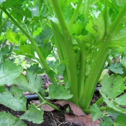 Celery Tendercrisp Organically Certified