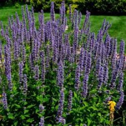 Anise Hyssop Seed Packet Organically Certified