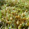 Barley Seed Sprouting Organic Bulk Quantity