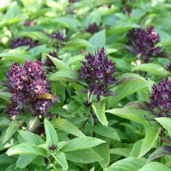 Basil Siam Queen Seed