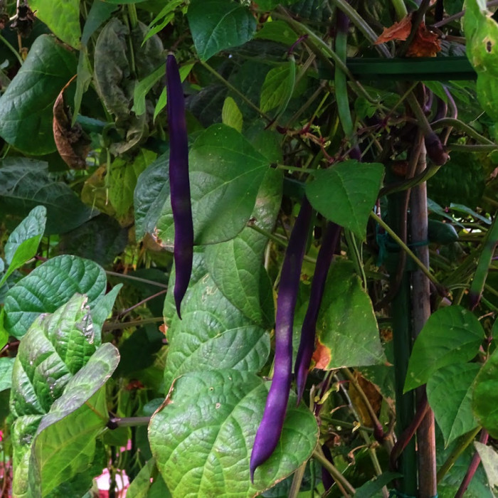 Bean Purple King Seed