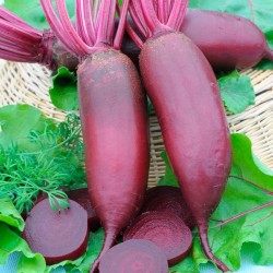 Beetroot Cylindra Seed