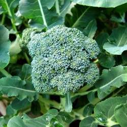 Broccoli Umqua Seed Organically Certified