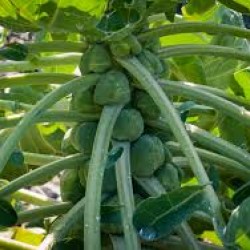 Brussel Sprouts Seed Packet