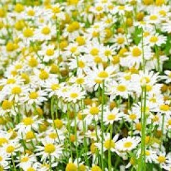 Chamomile German Seed Packet Organically Certified