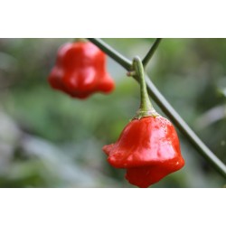 Chilli Bell Seed Packet Organically Certified