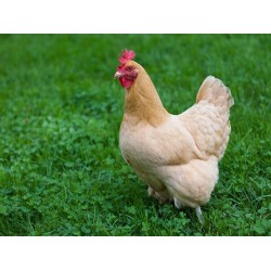 Bulk Chook Forage Mix Seed Autumn/Winter Variety Organically Certified