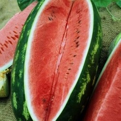 Watermelon Congo Seed Organically Certified
