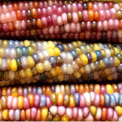 Corn Popping Glass Gem Seed Organically Certified