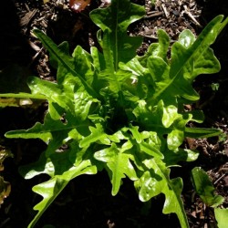 Lettuce Everlasting Seed Organically Certified