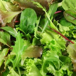 Lettuce Mesclun Seed Organically Certified
