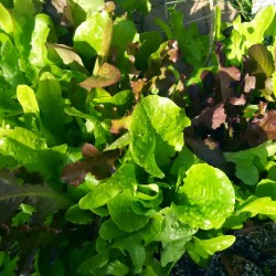 Lettuce Summer Mix Seed Organically Certified