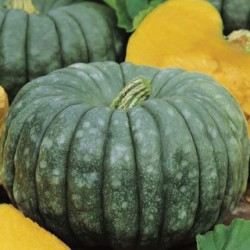 Pumpkin Queensland Blue Seed Organically Certified