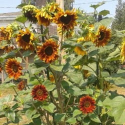 Sunflower Evening Sun Seed Organically Certified