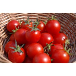 Tomato Clark Aesley Seed Organically Certified