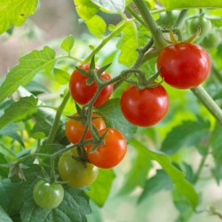 Tomato Red Cherry Currant Seed Organically Certified